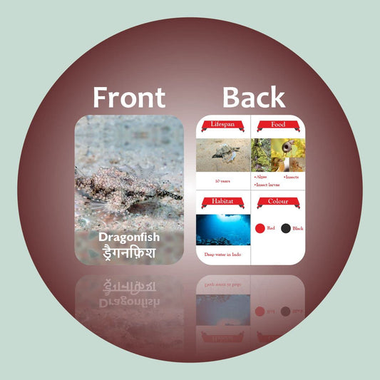 Clapjoy Sea Creature Flash Card - Kee&Ka